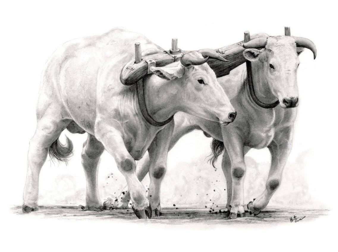 "Equally Yoked" Paper Print